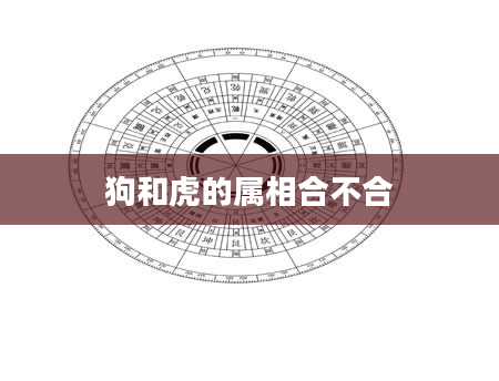 狗和虎的属相合不合