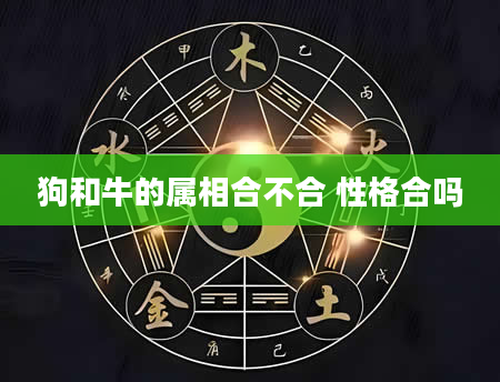 狗和牛的属相合不合 性格合吗