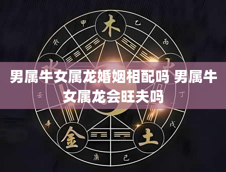 男属牛女属龙婚姻相配吗 男属牛女属龙会旺夫吗
