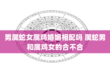 男属蛇女属鸡婚姻相配吗 属蛇男和属鸡女的合不合