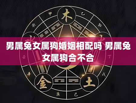 男属兔女属狗婚姻相配吗 男属兔女属狗合不合