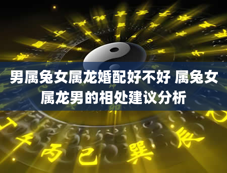 男属兔女属龙婚配好不好 属兔女属龙男的相处建议分析