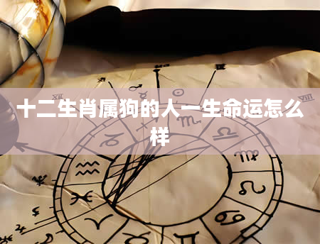 十二生肖属狗的人一生命运怎么样
