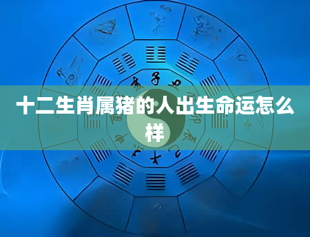 十二生肖属猪的人出生命运怎么样
