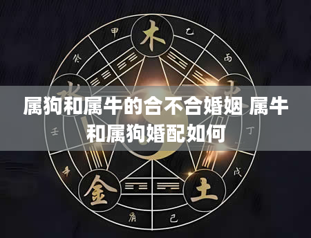 属狗和属牛的合不合婚姻 属牛和属狗婚配如何