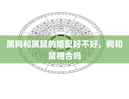 属狗和属鼠的婚配好不好，狗和鼠相合吗
