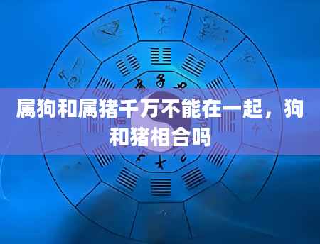 属狗和属猪千万不能在一起，狗和猪相合吗