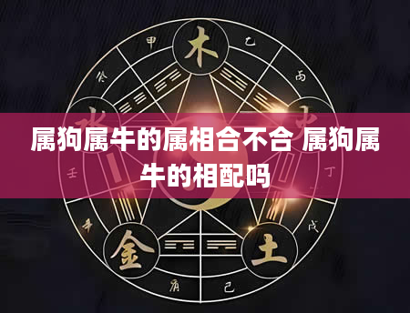 属狗属牛的属相合不合 属狗属牛的相配吗