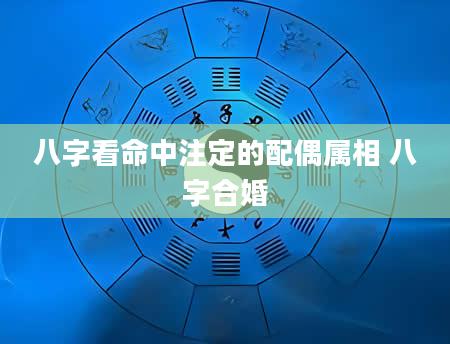 八字看命中注定的配偶属相 八字合婚