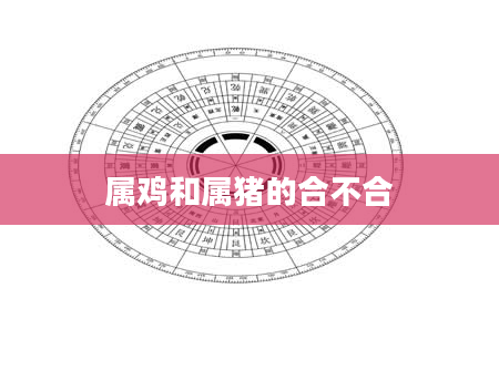 属鸡和属猪的合不合