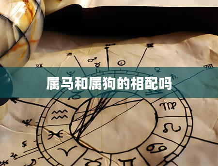 属马和属狗的相配吗