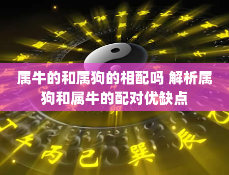 属牛的和属狗的相配吗 解析属狗和属牛的配对优缺点
