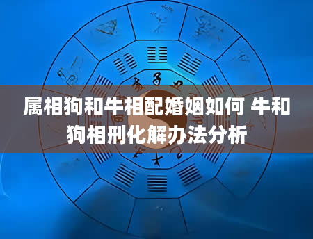属相狗和牛相配婚姻如何 牛和狗相刑化解办法分析