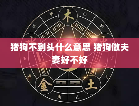 猪狗不到头什么意思 猪狗做夫妻好不好