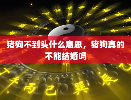 猪狗不到头什么意思，猪狗真的不能结婚吗
