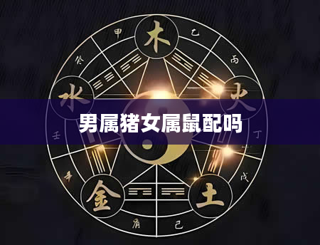 男属猪女属鼠配吗