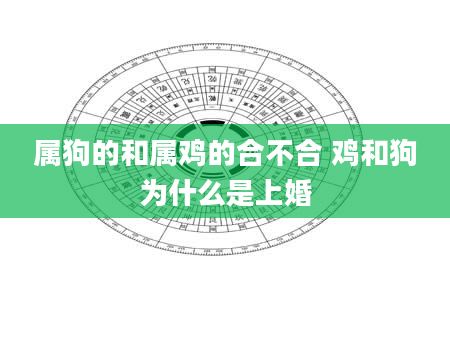 属狗的和属鸡的合不合 鸡和狗为什么是上婚