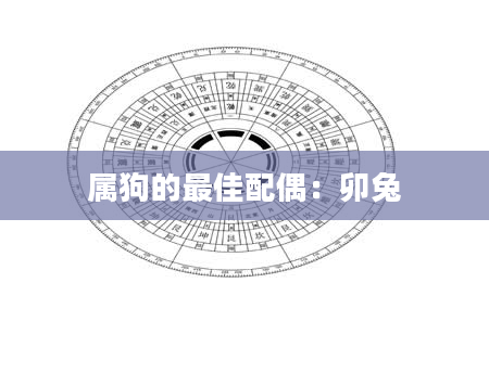 属狗的最佳配偶：卯兔