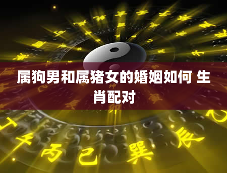 属狗男和属猪女的婚姻如何 生肖配对