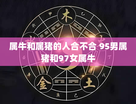 属牛和属猪的人合不合 95男属猪和97女属牛