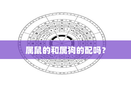 属鼠的和属狗的配吗？