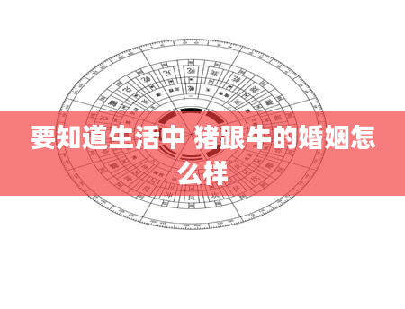 要知道生活中 猪跟牛的婚姻怎么样