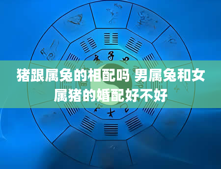 猪跟属兔的相配吗 男属兔和女属猪的婚配好不好