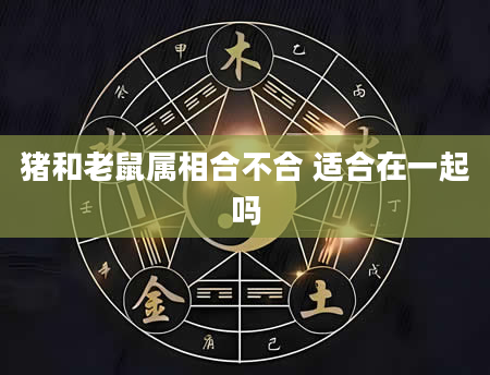 猪和老鼠属相合不合 适合在一起吗