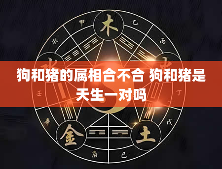 狗和猪的属相合不合 狗和猪是天生一对吗