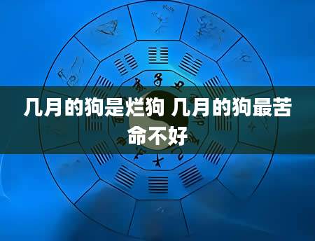 几月的狗是烂狗 几月的狗最苦命不好