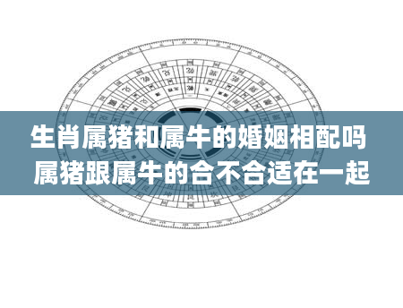 生肖属猪和属牛的婚姻相配吗 属猪跟属牛的合不合适在一起