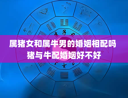 属猪女和属牛男的婚姻相配吗 猪与牛配婚姻好不好