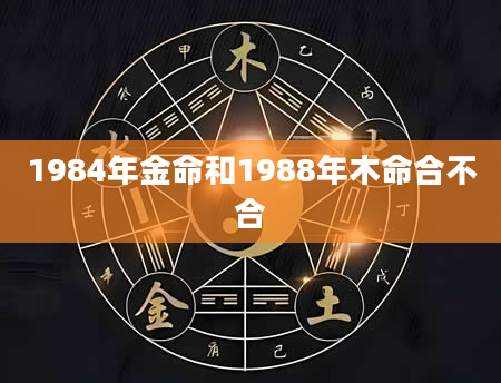 1984年金命和1988年木命合不合