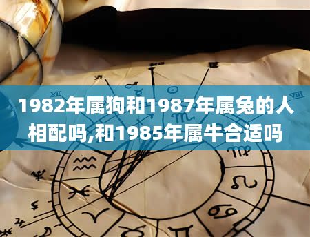 1982年属狗和1987年属兔的人相配吗,和1985年属牛合适吗