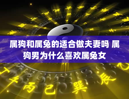 属狗和属兔的适合做夫妻吗 属狗男为什么喜欢属兔女