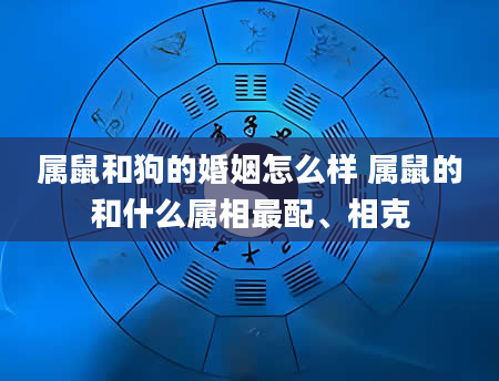 属鼠和狗的婚姻怎么样 属鼠的和什么属相最配、相克