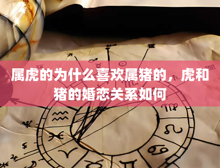 属虎的为什么喜欢属猪的,虎和猪的婚恋关系如何