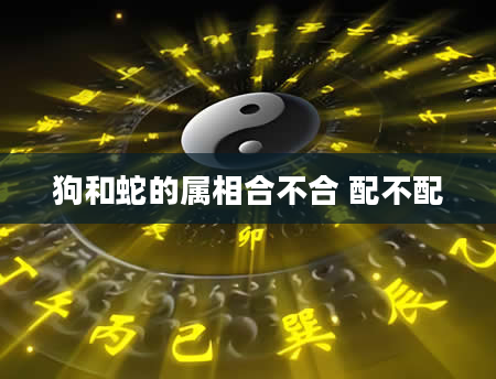 狗和蛇的属相合不合 配不配