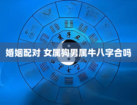 婚姻配对 女属狗男属牛八字合吗