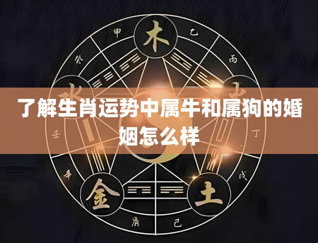 了解生肖运势中属牛和属狗的婚姻怎么样