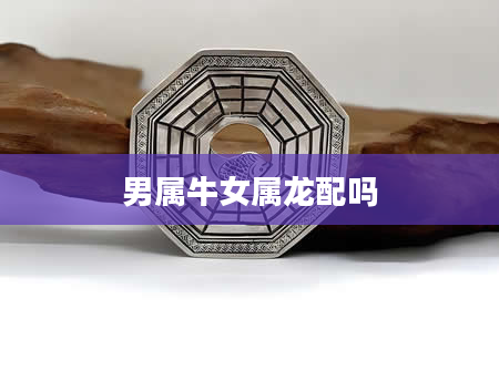男属牛女属龙配吗