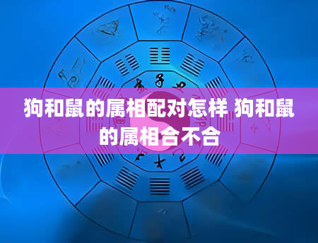 狗和鼠的属相配对怎样 狗和鼠的属相合不合