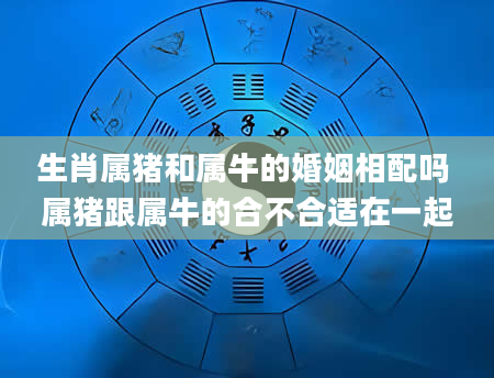 生肖属猪和属牛的婚姻相配吗 属猪跟属牛的合不合适在一起