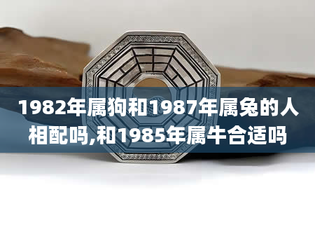 1982年属狗和1987年属兔的人相配吗,和1985年属牛合适吗